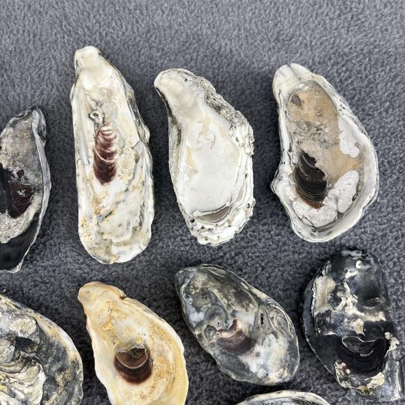 Vintage Oyster Shells Lot 20 Natural Bulk Decor Craft 1-5 Inches Assorted Sizes - Picture 14 of 16